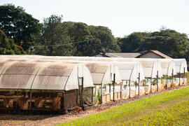 Fazenda experimental de São Manuel