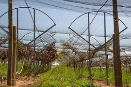 Fazenda experimental de São Manuel