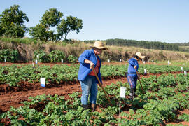 Fazenda experimental de São Manuel